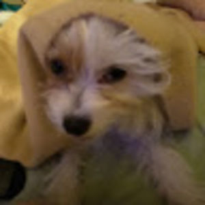 Meet your Posher, Canice